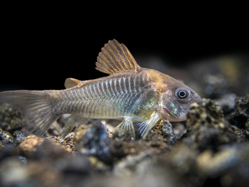 Bronze AKA Green Aeneus Cory Catfish (Corydoras aeneus), Tank-Bred