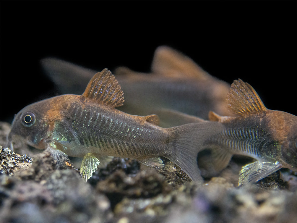 Bronze AKA Green Aeneus Cory Catfish (Corydoras aeneus), Tank-Bred