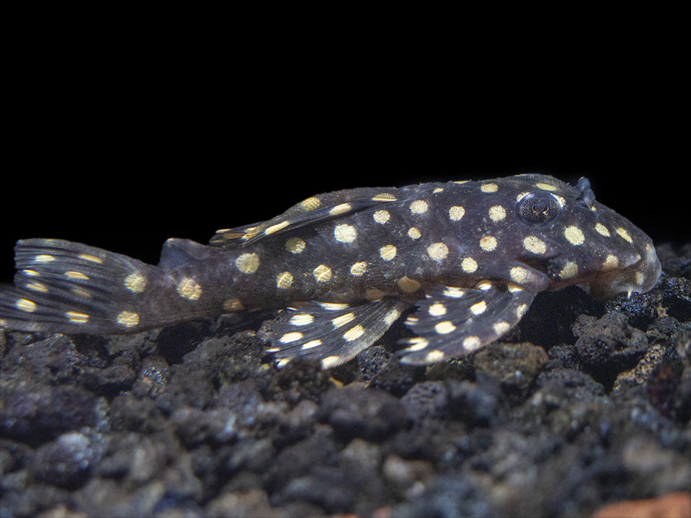 L471 White Spotted Dwarf Hypancistrus AKA Mini Snowball Pleco (Hypancistrus sp.)