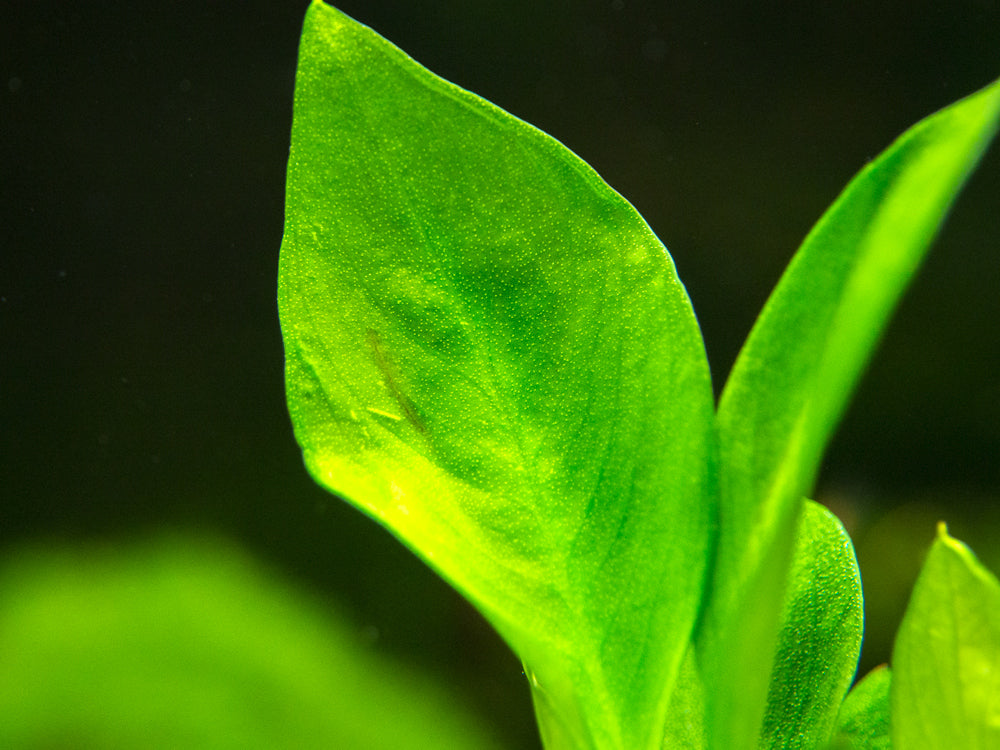 Anubias Nangi (Anubias barteri "Nana" x Anubias gilletii)