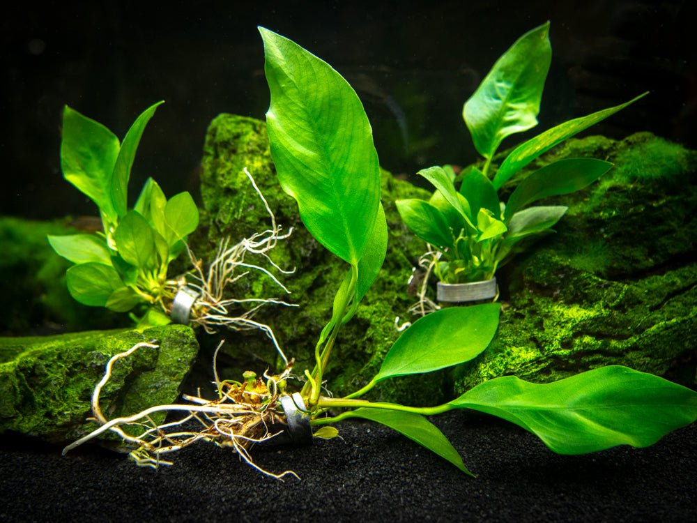 Anubias Nangi (Anubias barteri "Nana" x Anubias gilletii)