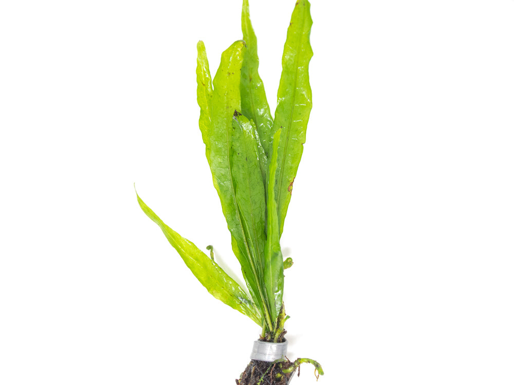 Narrow Leaf Java Fern (Microsorum pteropus “Narrow”) bare root clump