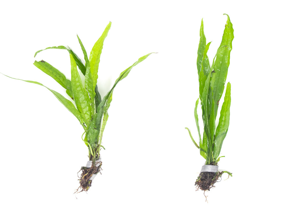 Narrow Leaf Java Fern (Microsorum pteropus “Narrow”) bare root clump