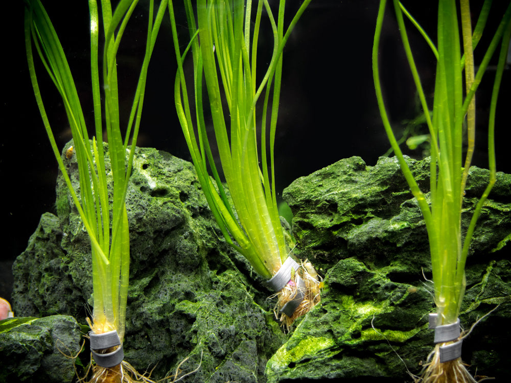 Narrowleaf Sagittaria (Sagittaria subulata), Bunch w/Lead