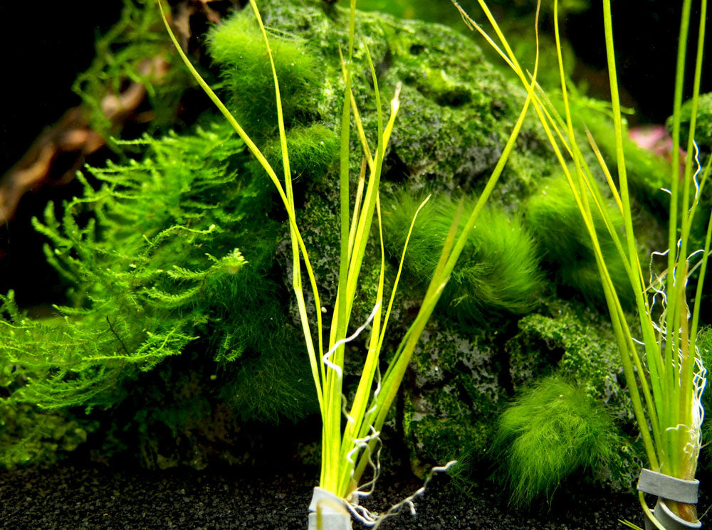 Narrowleaf Vallisneria (Vallisneria nana), Bunch w/Lead
