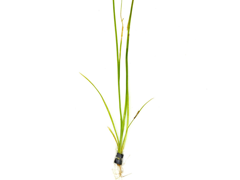Narrowleaf Vallisneria (Vallisneria nana), Bunch w/Lead