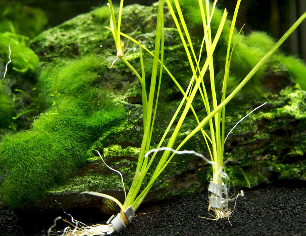 Narrowleaf Vallisneria (Vallisneria nana), Bunch w/Lead