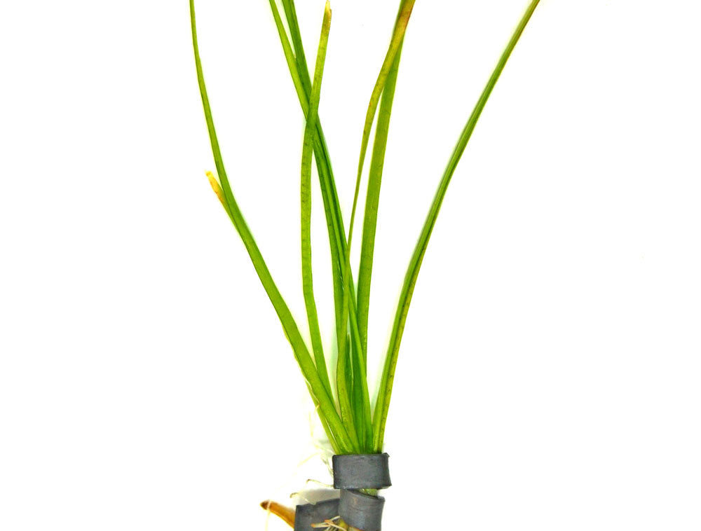 Narrowleaf Vallisneria (Vallisneria nana), Bunch w/Lead