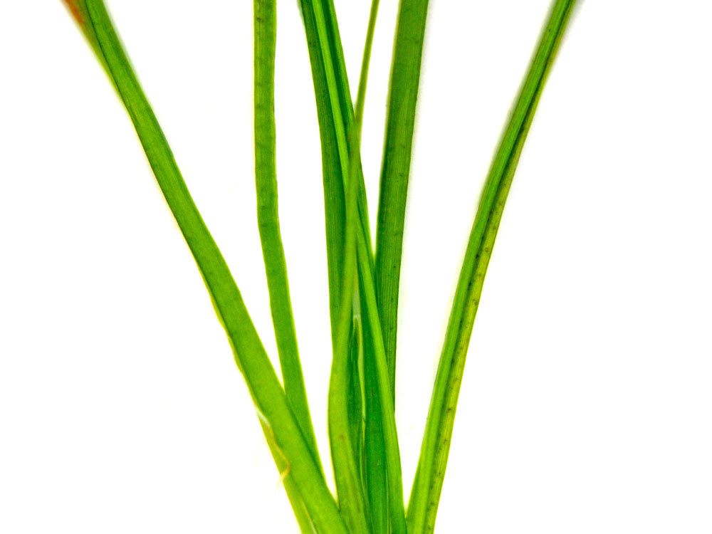 Narrowleaf Vallisneria (Vallisneria nana), Bunch w/Lead