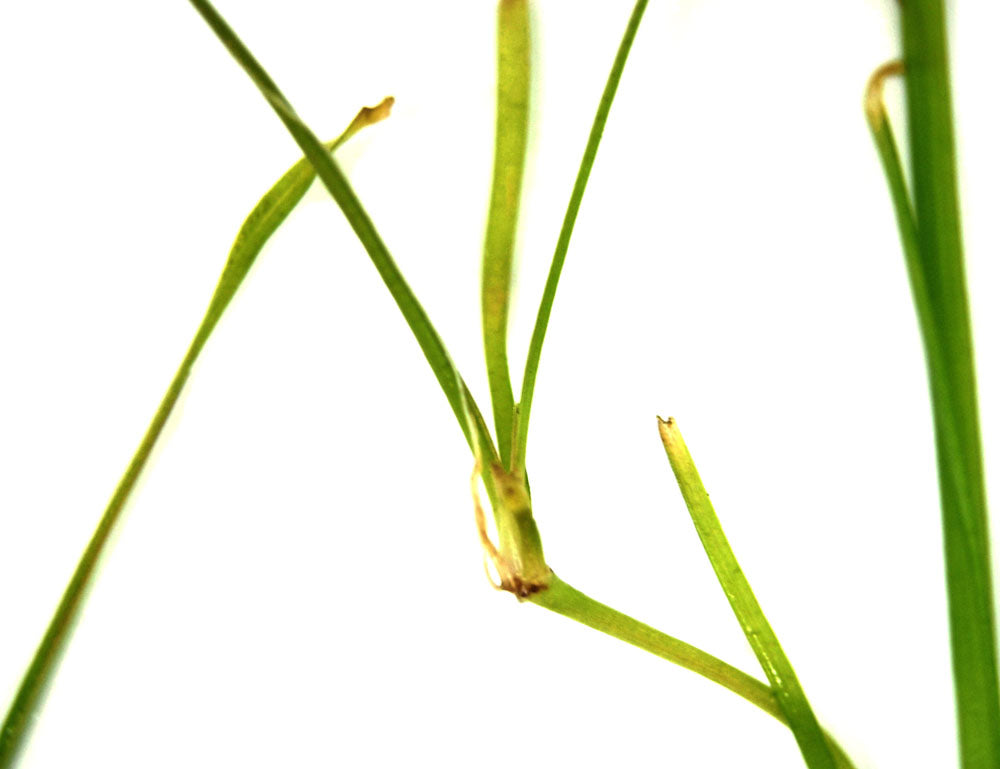 Narrowleaf Vallisneria (Vallisneria nana), Bunch w/Lead