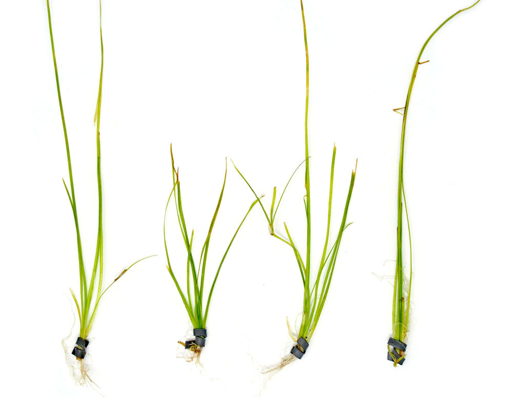 Narrowleaf Vallisneria (Vallisneria nana), Bunch w/Lead