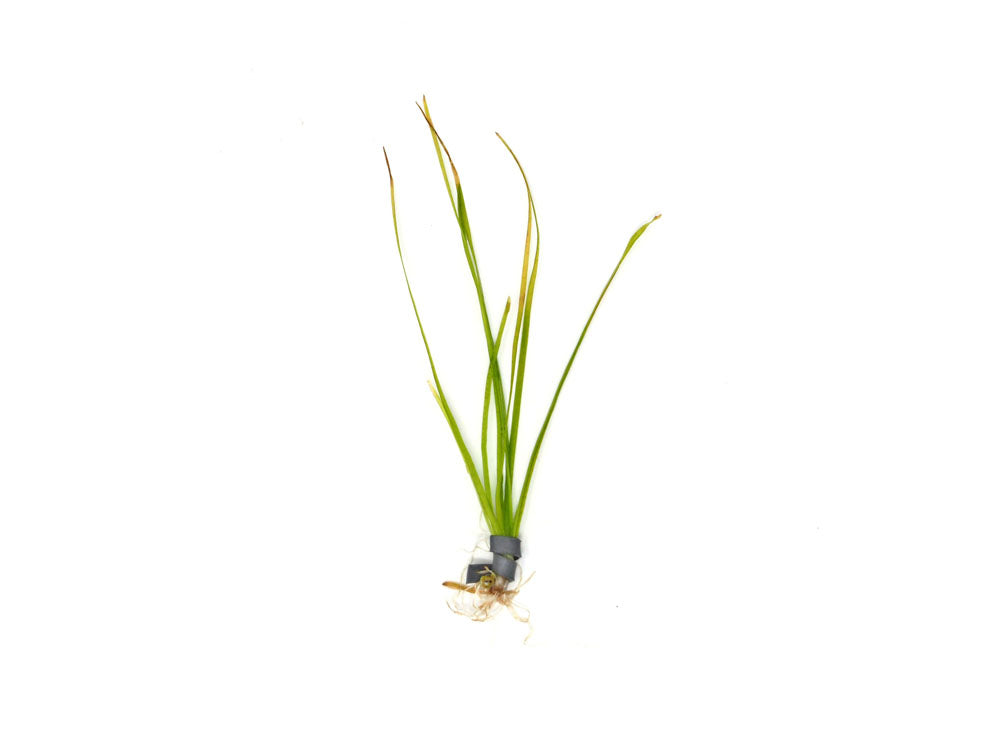 Narrowleaf Vallisneria (Vallisneria nana), Bunch w/Lead