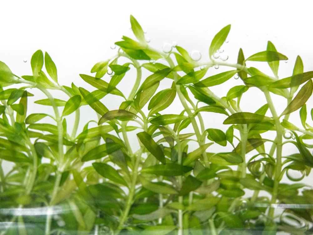 Needle Leaf Ludwigia (Ludwigia arcuata) Tissue Culture