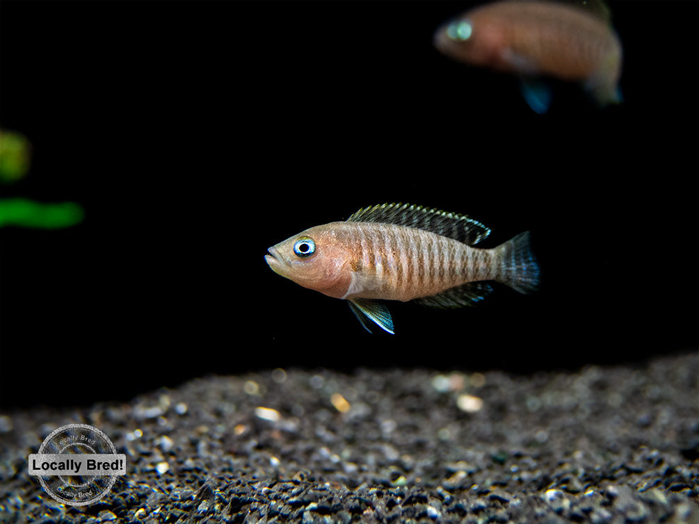 Multi Cichlid (Neolamprologus multifasciatus), Locally Bred!