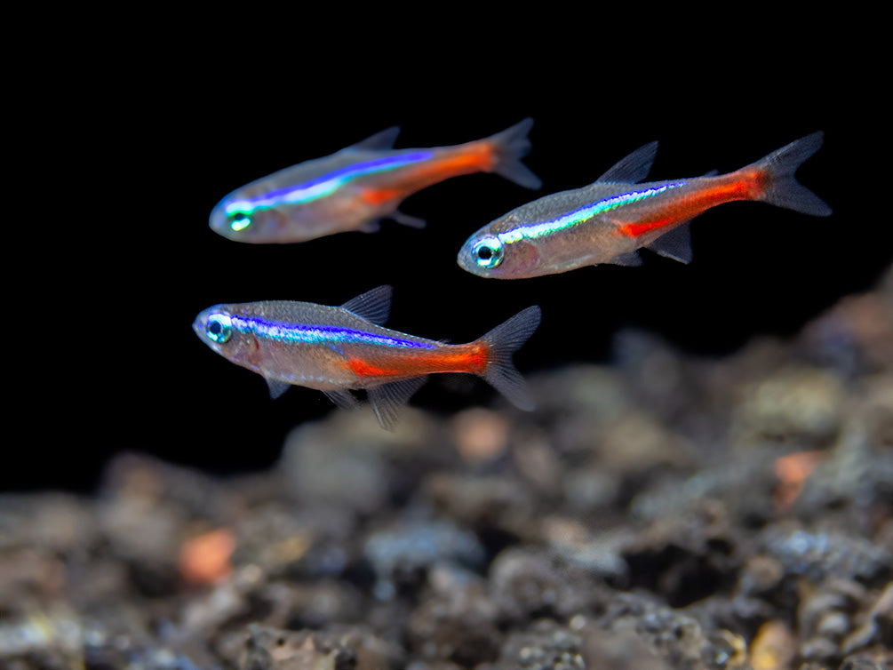 neon tetras swimming together in a freshater aquarium