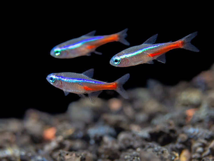 neon tetras swimming together in a freshater aquarium
