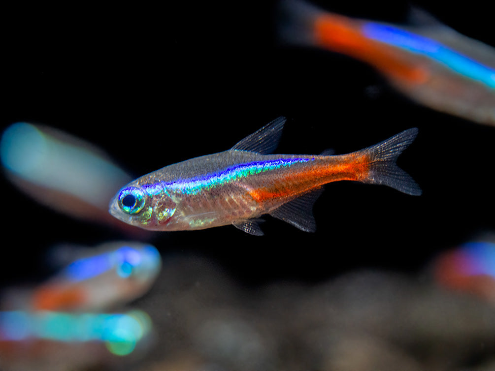 freshwater neon tetras for fish tank