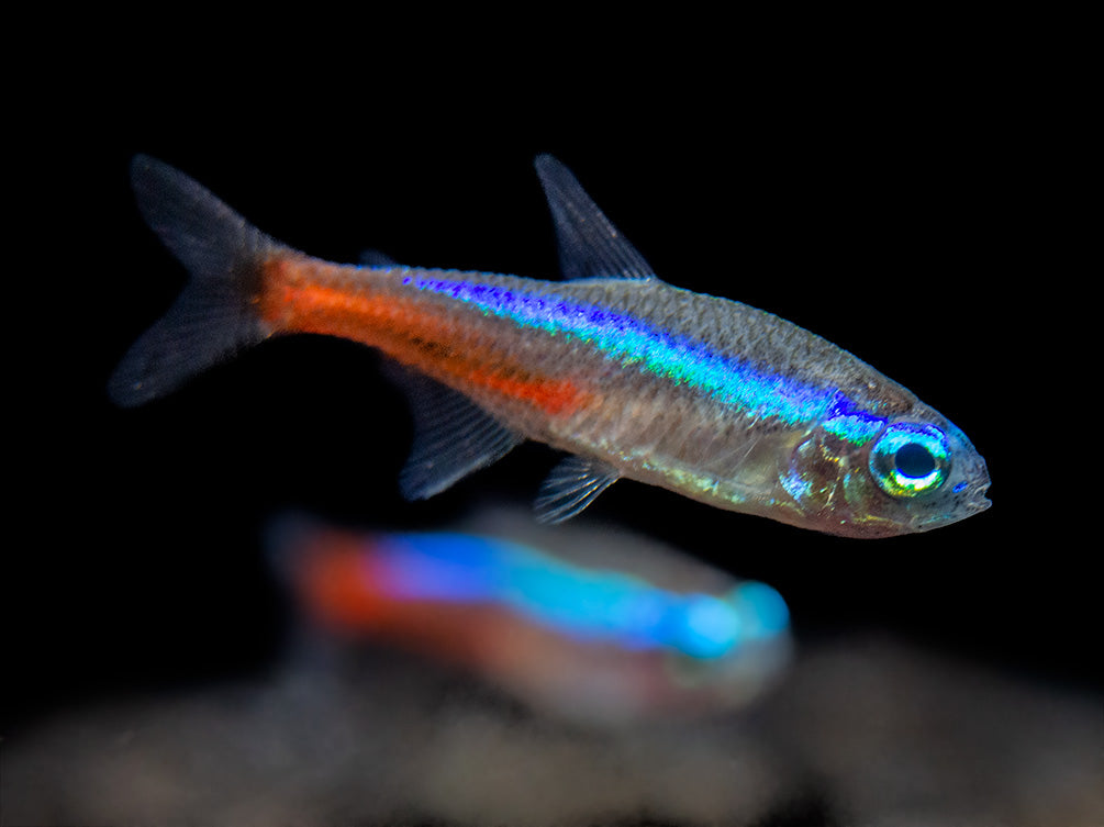 neon tetra care