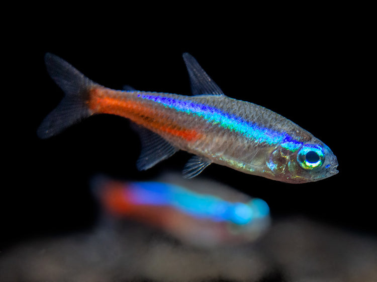 neon tetra care