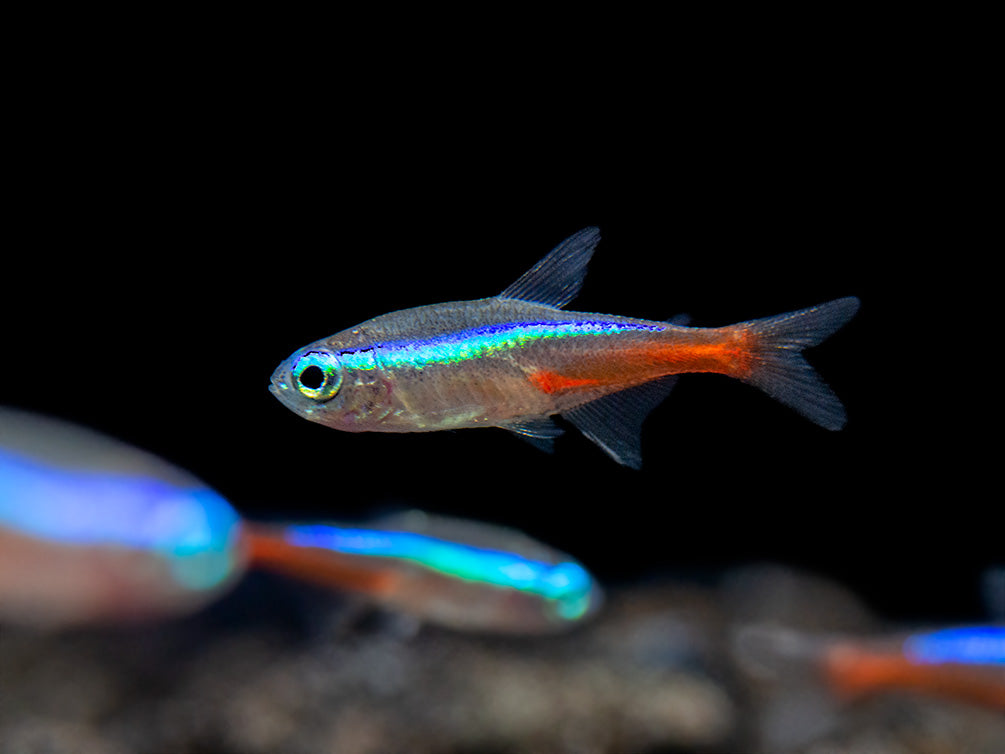 freshwater aquariums neon tetras