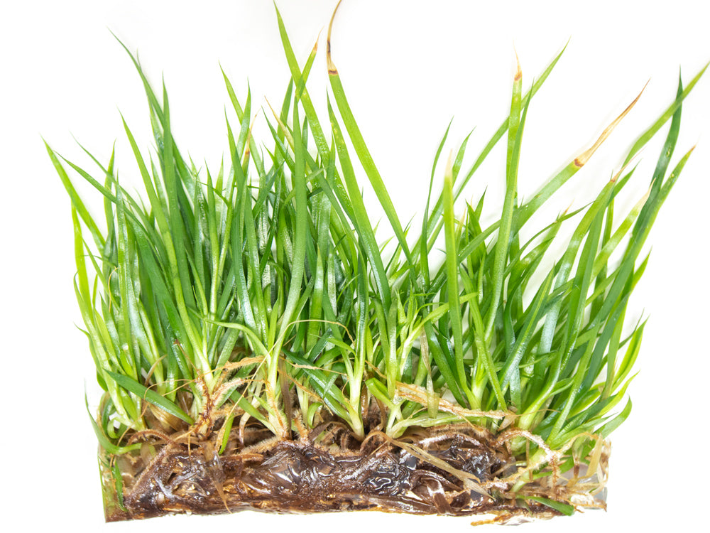 Neoregalia Bromeliad sp. Hybrid Tissue Culture