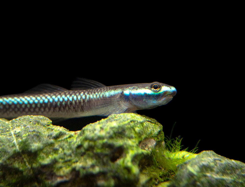 Cobalt Blue Dwarf Goby (Stiphodon semoni)