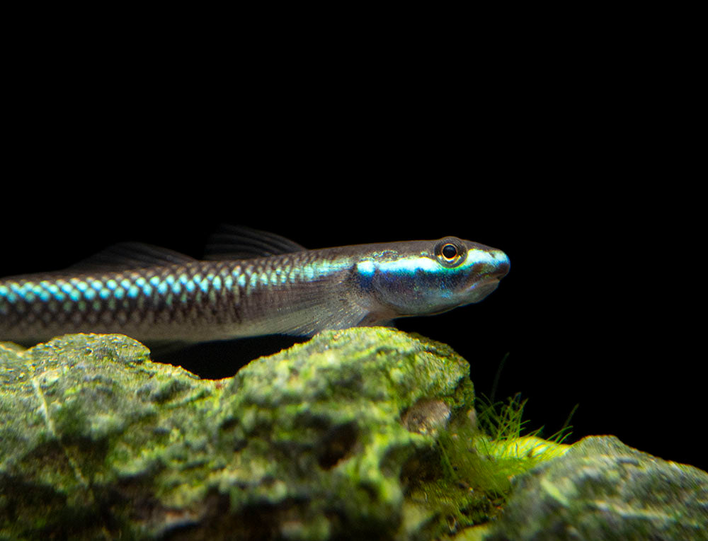 Cobalt Blue Dwarf Goby (Stiphodon semoni)