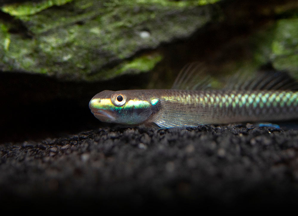 Cobalt Blue Dwarf Goby (Stiphodon semoni)