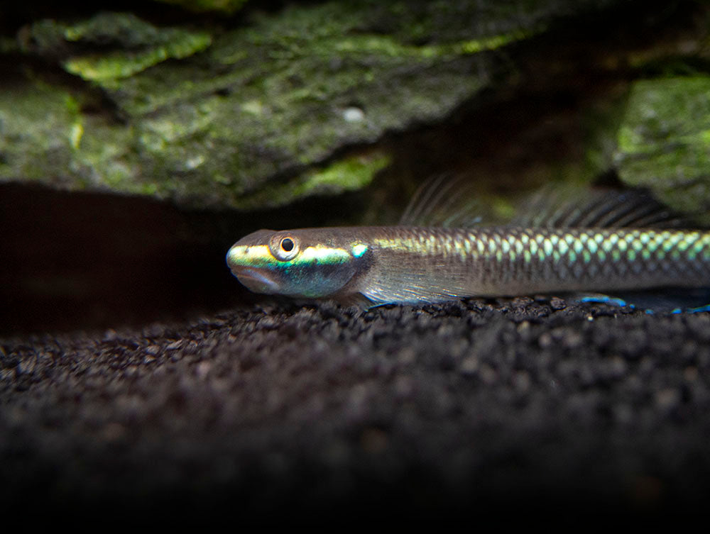 Cobalt Blue Dwarf Goby (Stiphodon semoni)