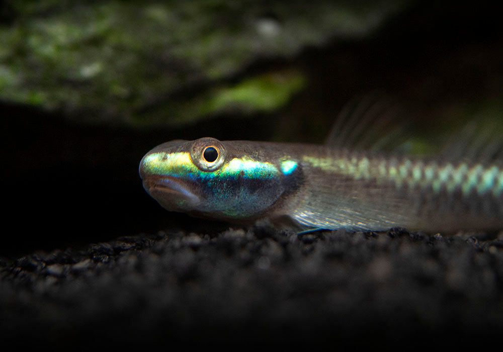 Cobalt Blue Dwarf Goby (Stiphodon semoni)