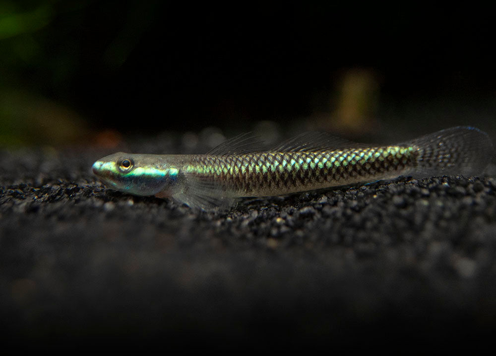 Cobalt Blue Dwarf Goby (Stiphodon semoni)