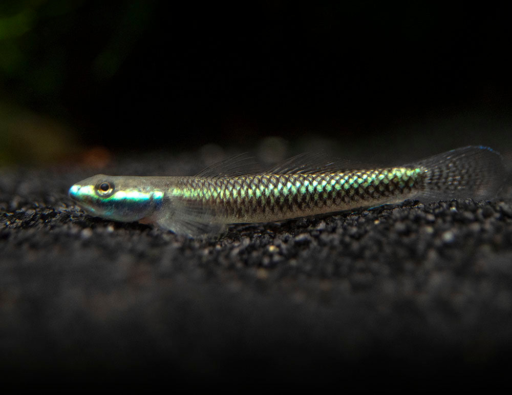 Cobalt Blue Dwarf Goby (Stiphodon semoni)