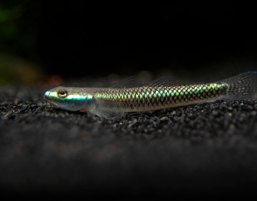 Cobalt Blue Dwarf Goby (Stiphodon semoni)