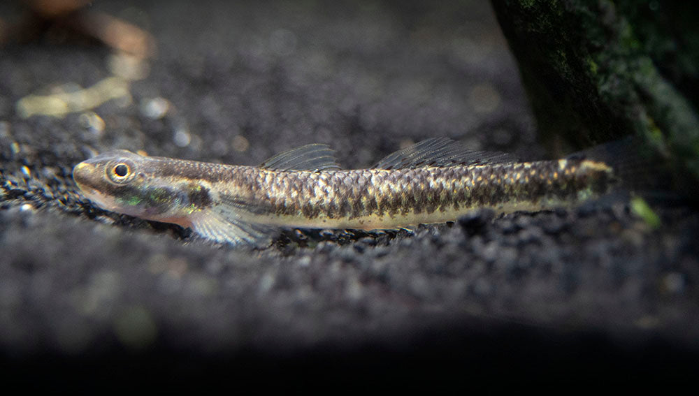 Cobalt Blue Dwarf Goby (Stiphodon semoni)