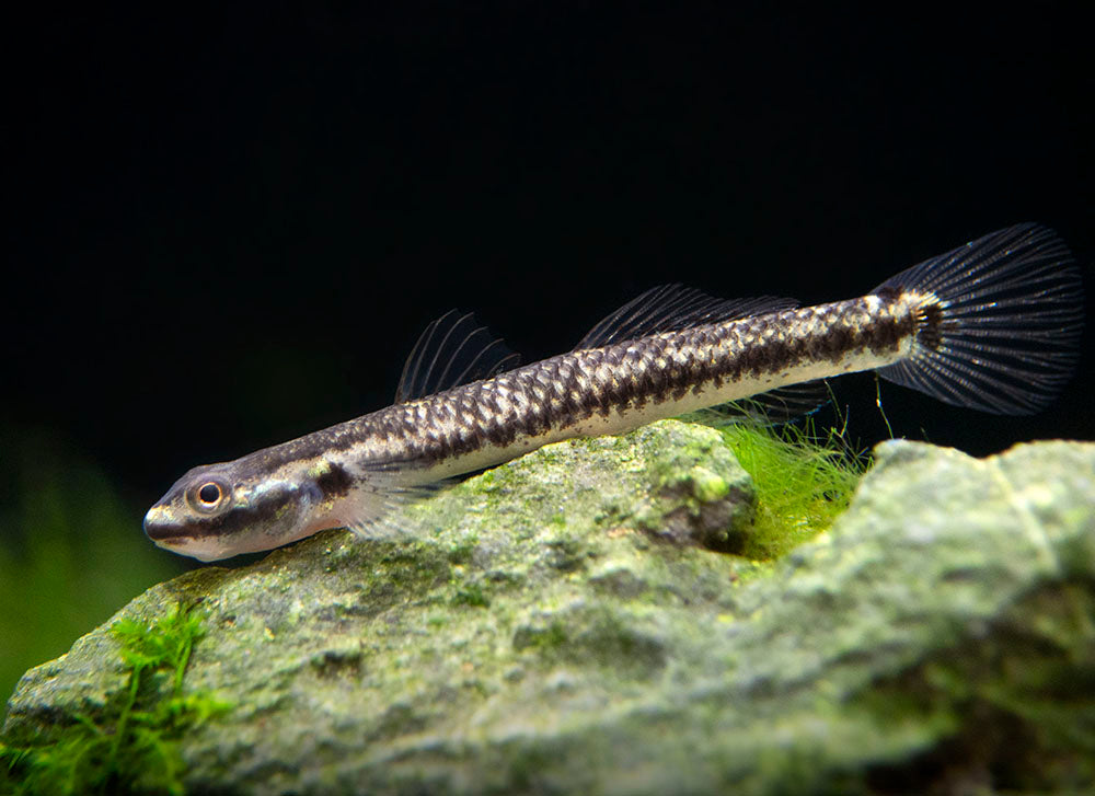 Cobalt Blue Dwarf Goby (Stiphodon semoni)