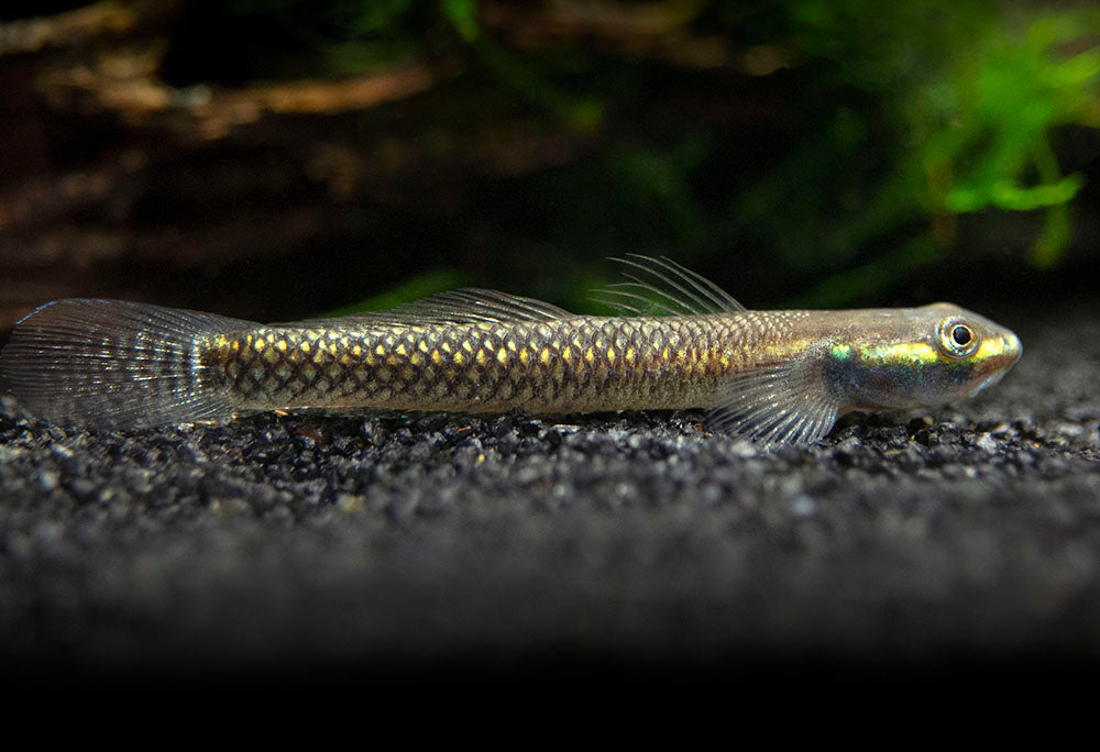 Cobalt Blue Dwarf Goby (Stiphodon semoni)