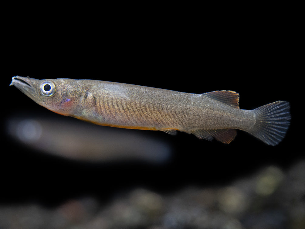 Orange-Finned Halfbeak (Nomorhampus ebrardtii)