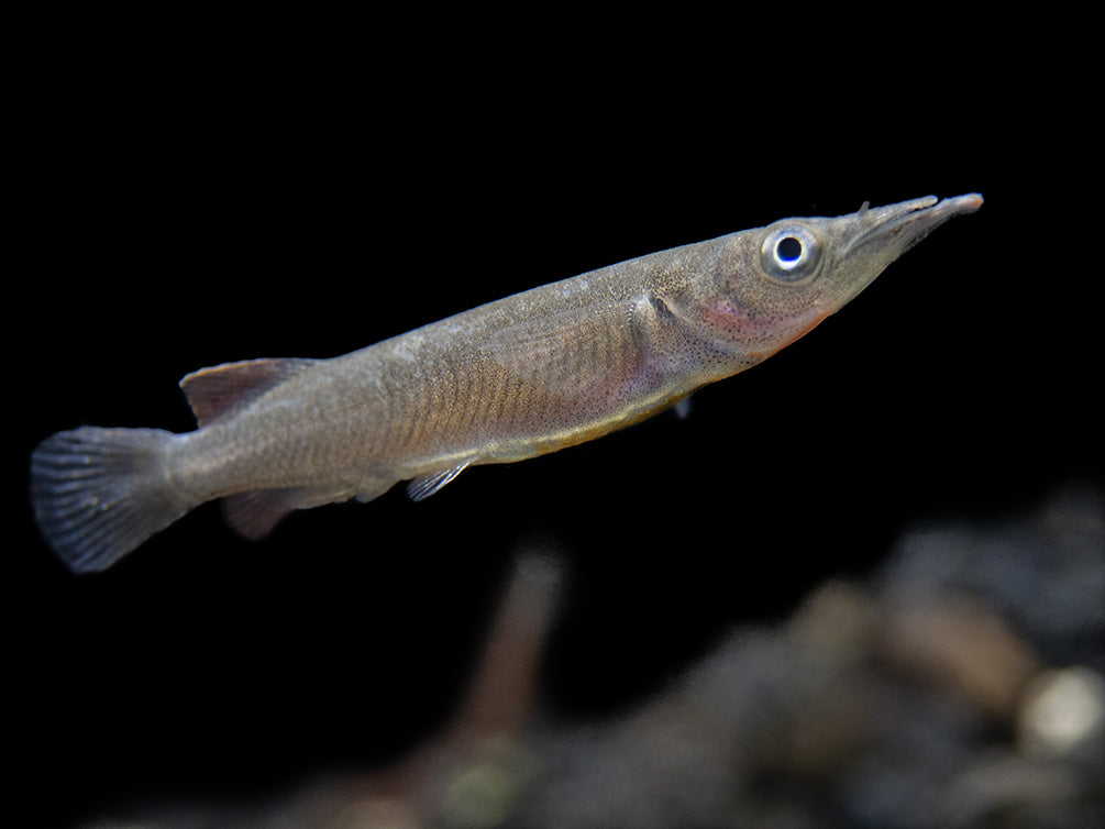 Orange-Finned Halfbeak (Nomorhampus ebrardtii)
