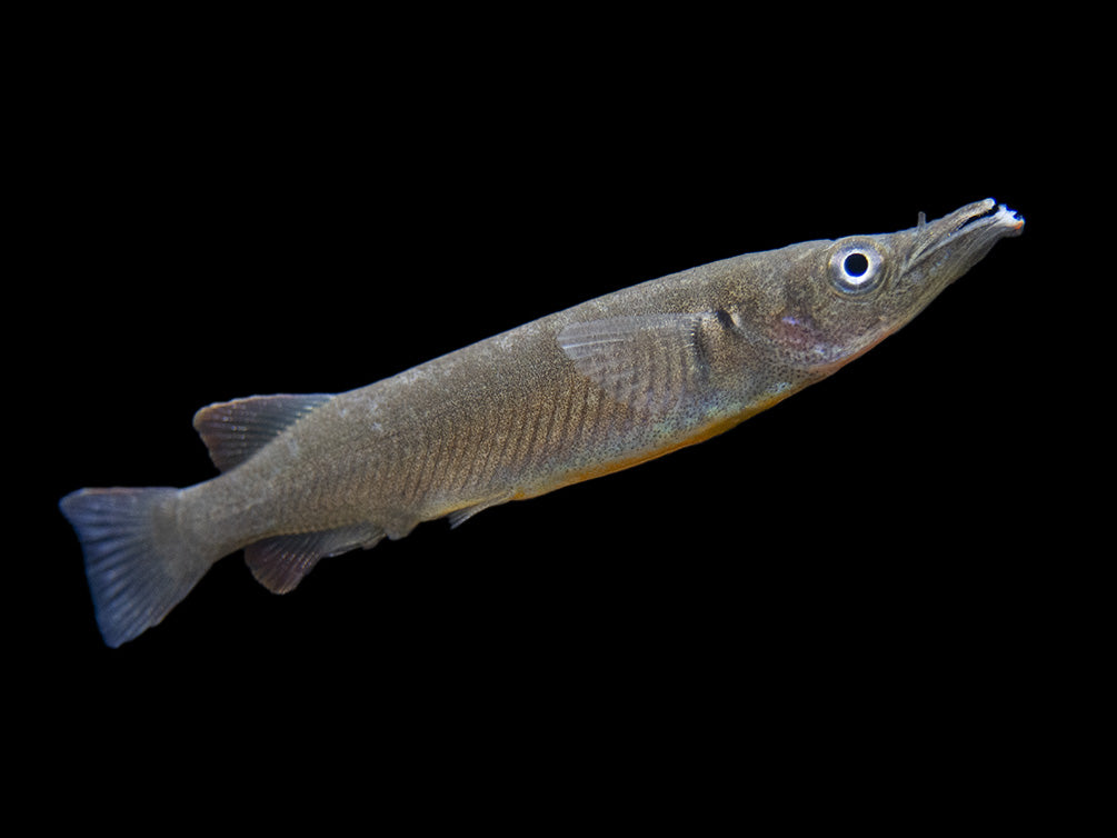 Orange-Finned Halfbeak (Nomorhampus ebrardtii)