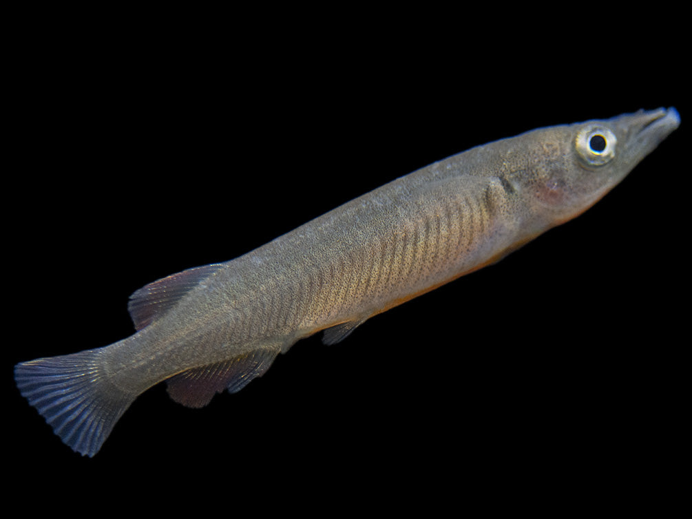 Orange-Finned Halfbeak (Nomorhampus ebrardtii)