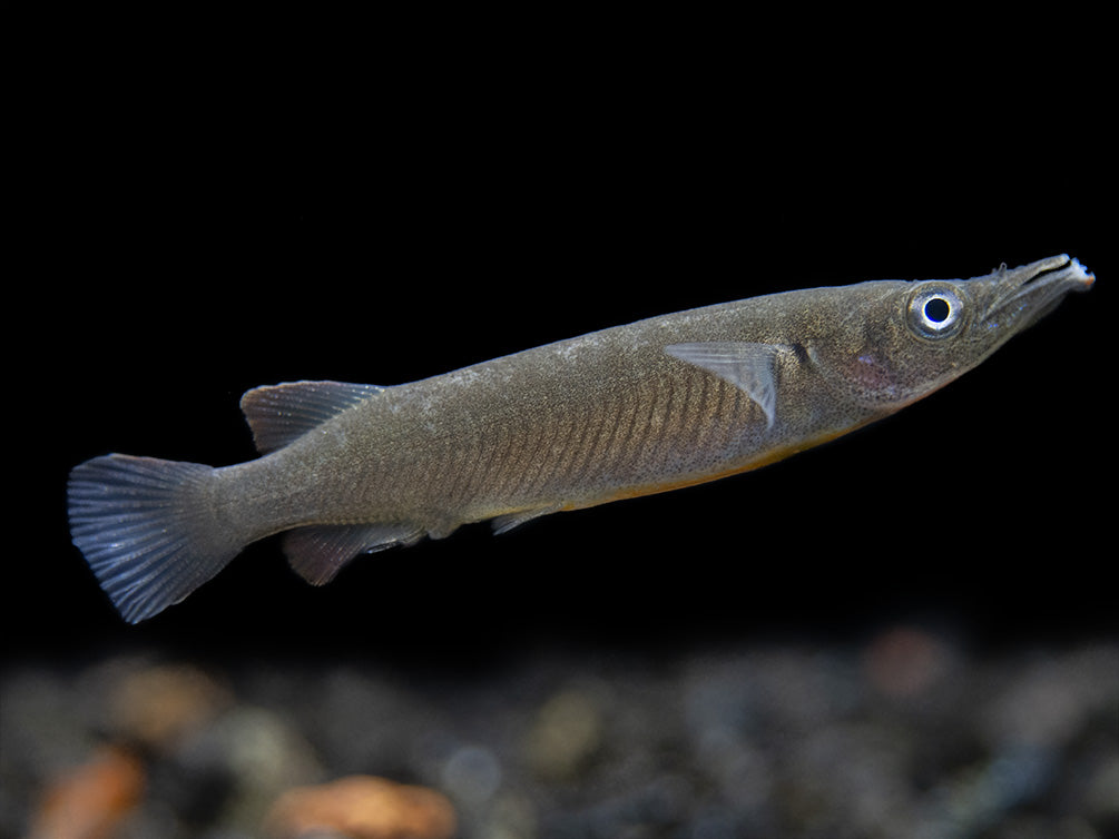 Orange-Finned Halfbeak (Nomorhampus ebrardtii)