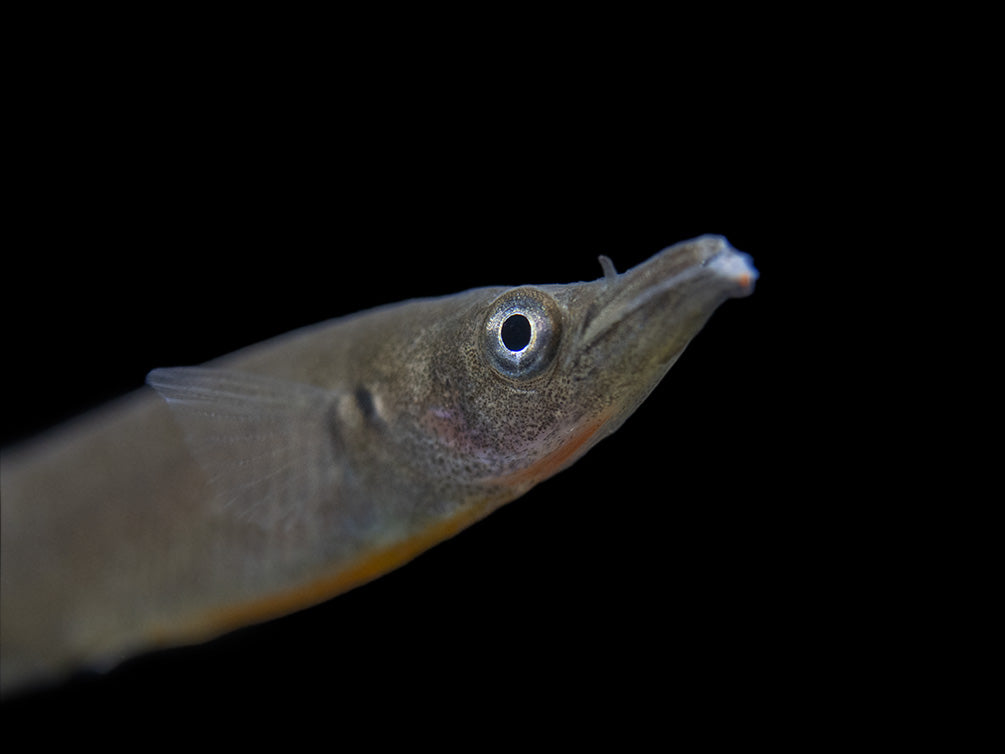 Orange-Finned Halfbeak (Nomorhampus ebrardtii)
