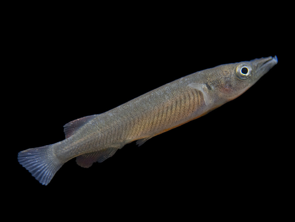 Orange-Finned Halfbeak (Nomorhampus ebrardtii)
