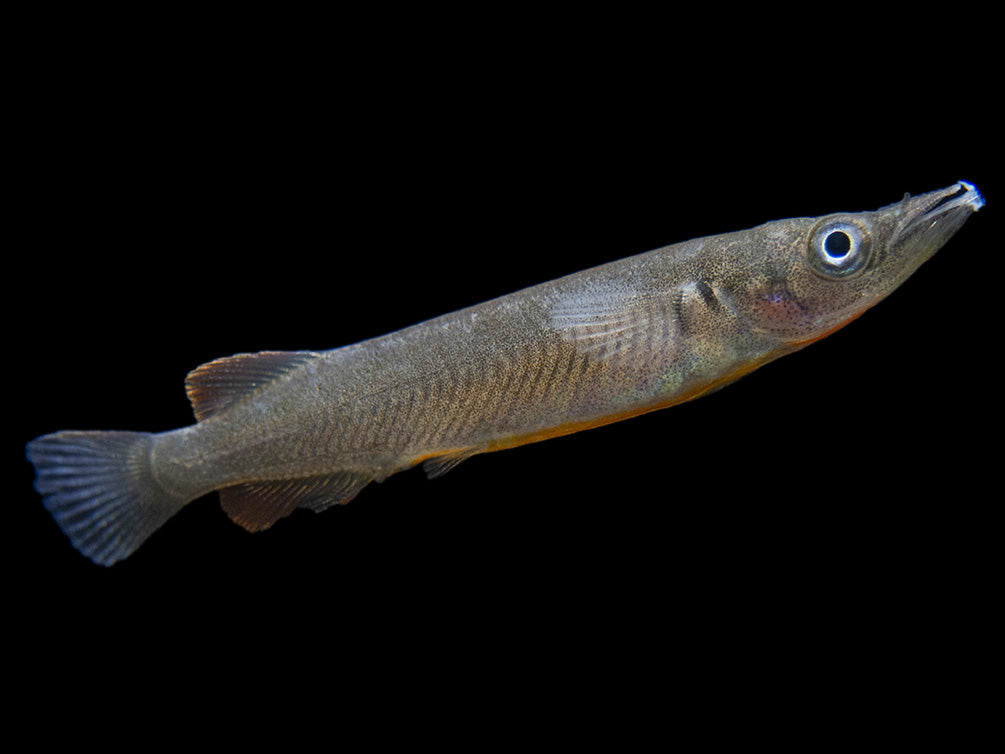 Orange-Finned Halfbeak (Nomorhampus ebrardtii)