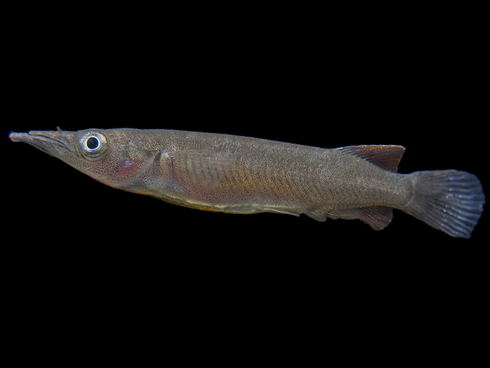 Orange-Finned Halfbeak (Nomorhampus ebrardtii)