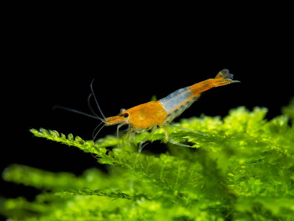 Orange Rili Shrimp (Neocaridina davidi), Tank-Bred