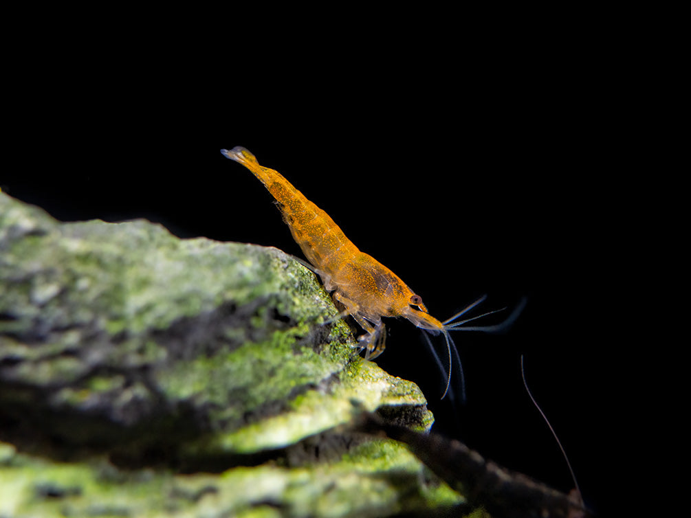 Orange Sakura Shrimp (Neocaridina davidi), Tank-Bred