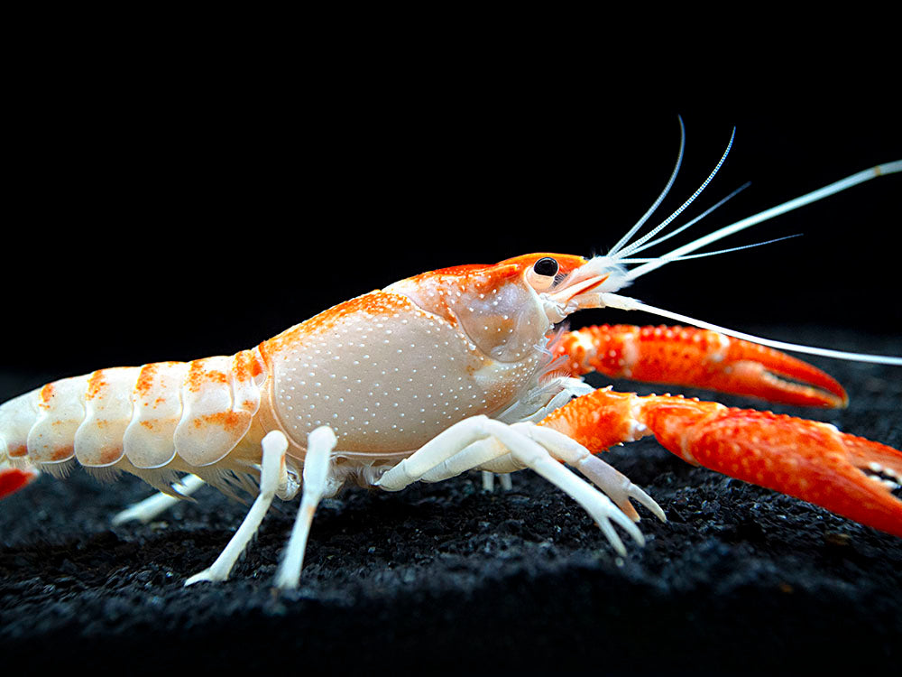 Orange Ghost AKA Fireball AKA Firecracker Crayfish (Procambarus clarkii “Orange Ghost"), Tank-Bred!