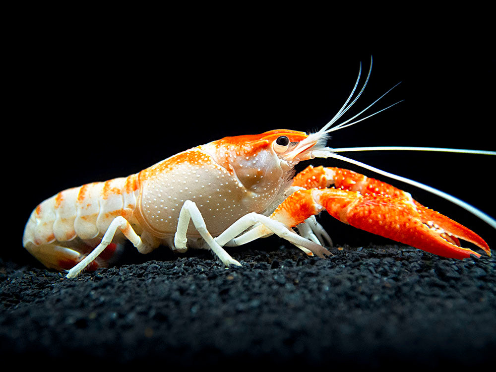Orange Ghost AKA Fireball AKA Firecracker Crayfish (Procambarus clarkii “Orange Ghost"), Tank-Bred!