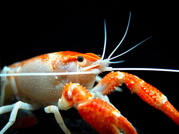 Orange Ghost AKA Fireball AKA Firecracker Crayfish (Procambarus clarkii “Orange Ghost"), Tank-Bred!